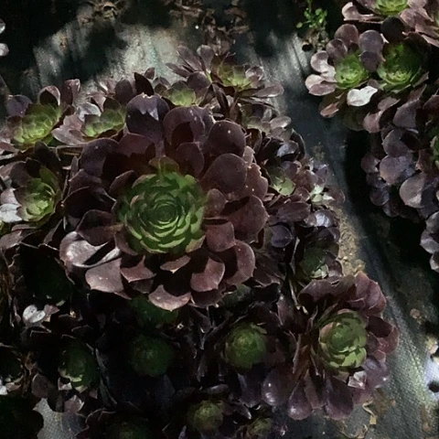 连*9876赤炎链多肉