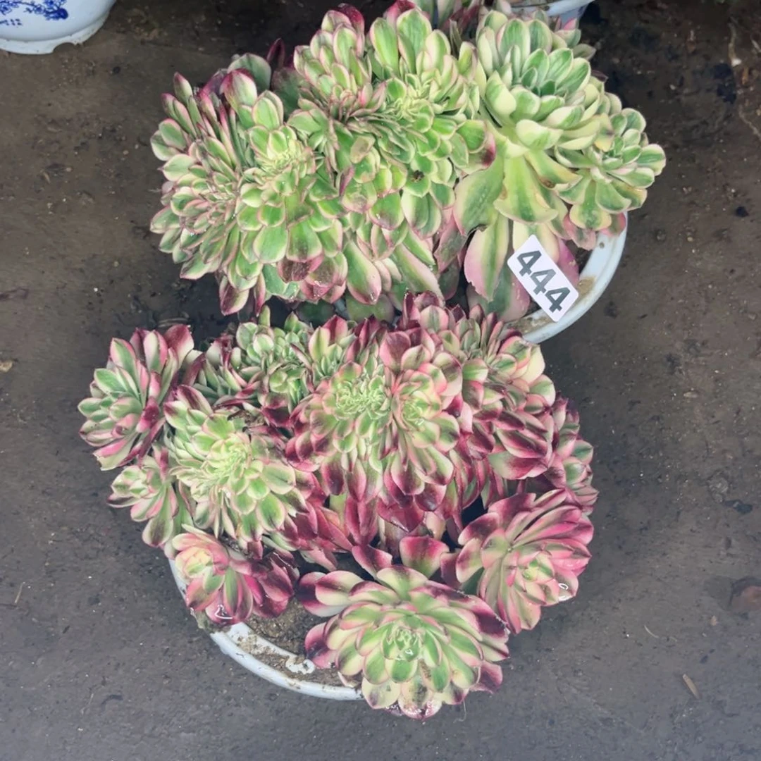 荷*田444火龙果缀两颗多肉植物
