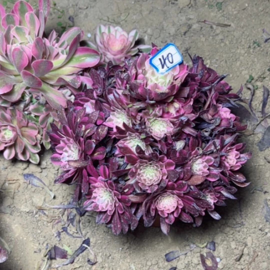【闪购商品】用****9多肉植物红铜白40