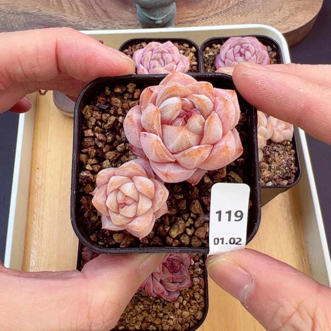 好好看119、哈哈哈哈