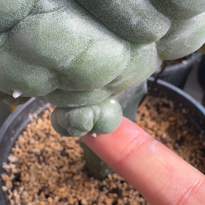 永*测牙一个仙人球仙人球