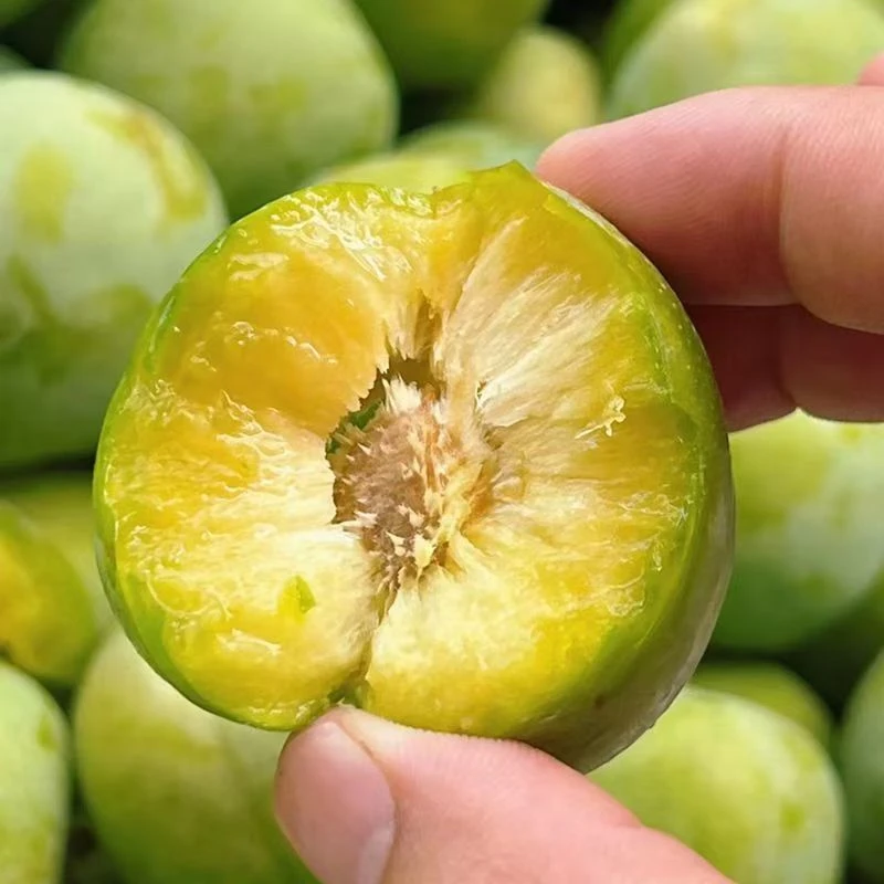 四川汶川新鲜青脆脱骨李子当季水果现摘现发