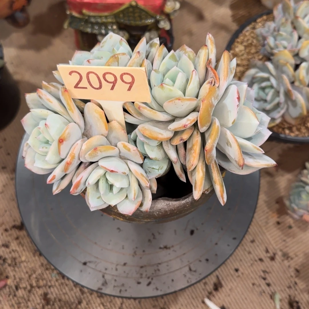 -***y2099。      奶茶五头多肉