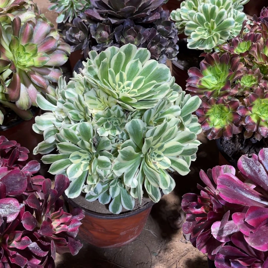 迈巴赫15.8多肉植物