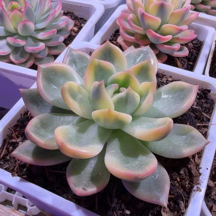 香槟锦多肉植物一物一拍