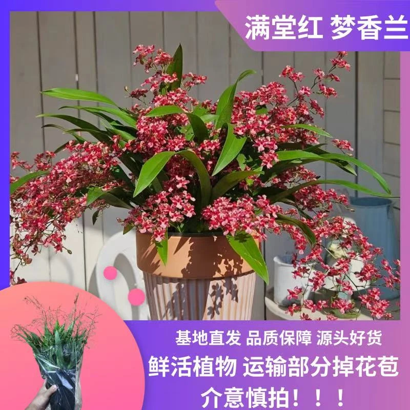 【满堂红 梦香兰】15枝花剑 精品好货 基地直发 文心兰 带香