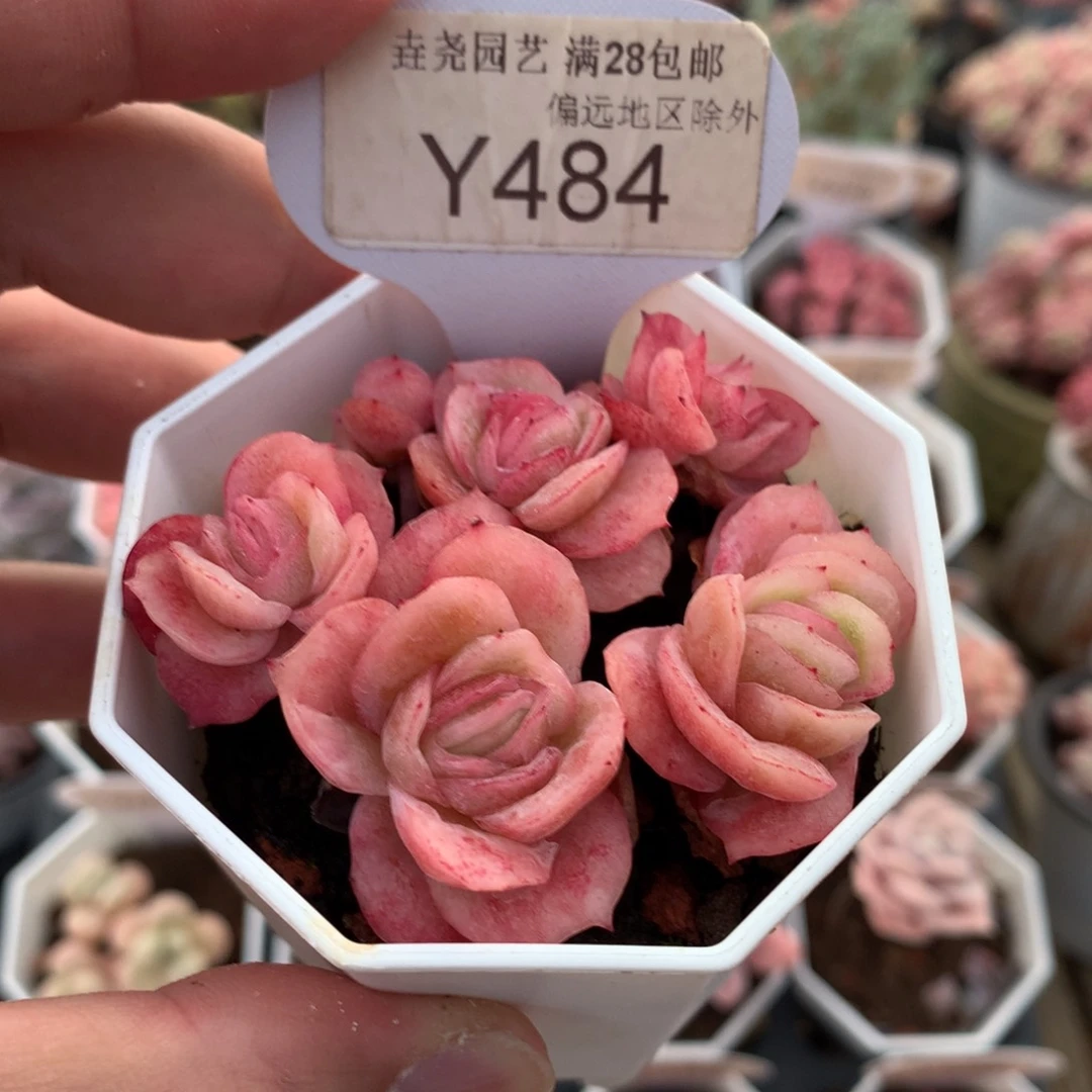 0484冰玫瑰6.5厘米