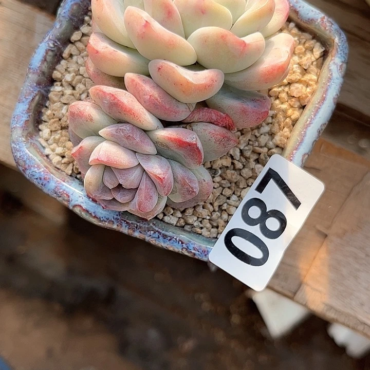 阿****德多肉植物一物一拍