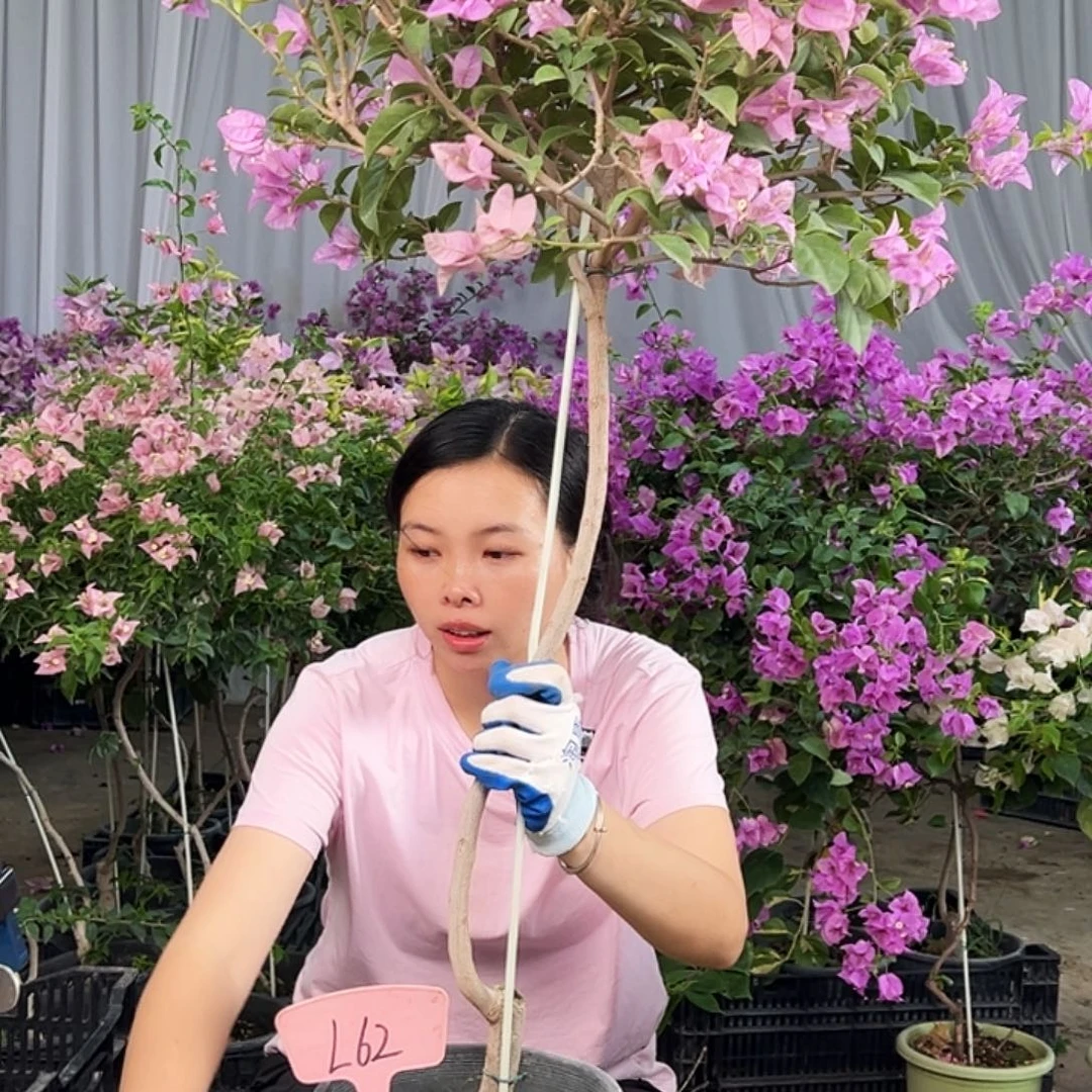 双***儿大部分花苞少量开放L62巴西紫
