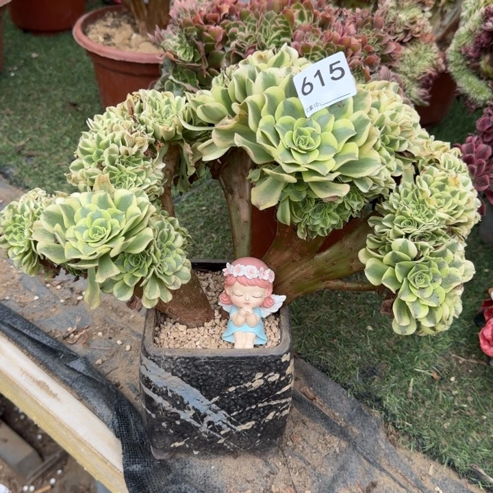 绿豆沙自然朵朵缀化615