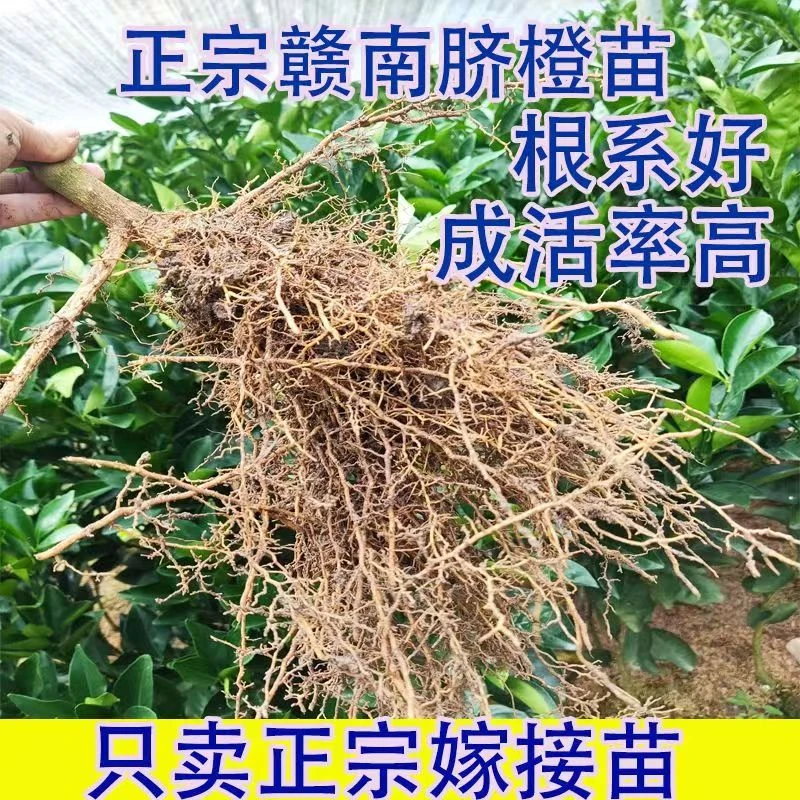 赣南脐橙苗纽荷尔果树苗黄肉橙子苗裸根嫁接苗优质耐旱正宗江西发