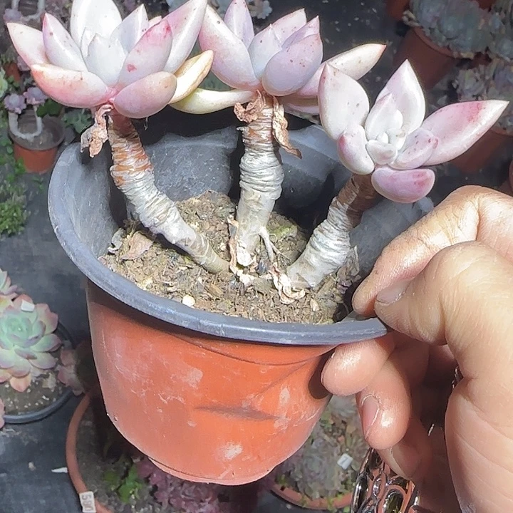 桃花源099 多肉植物一物一拍