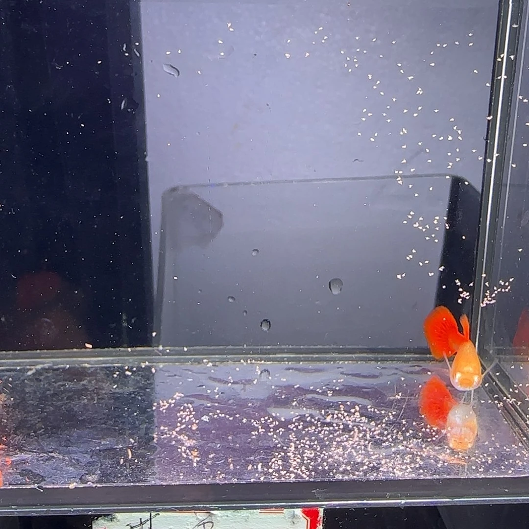 孔雀鱼血红小圆尾一对