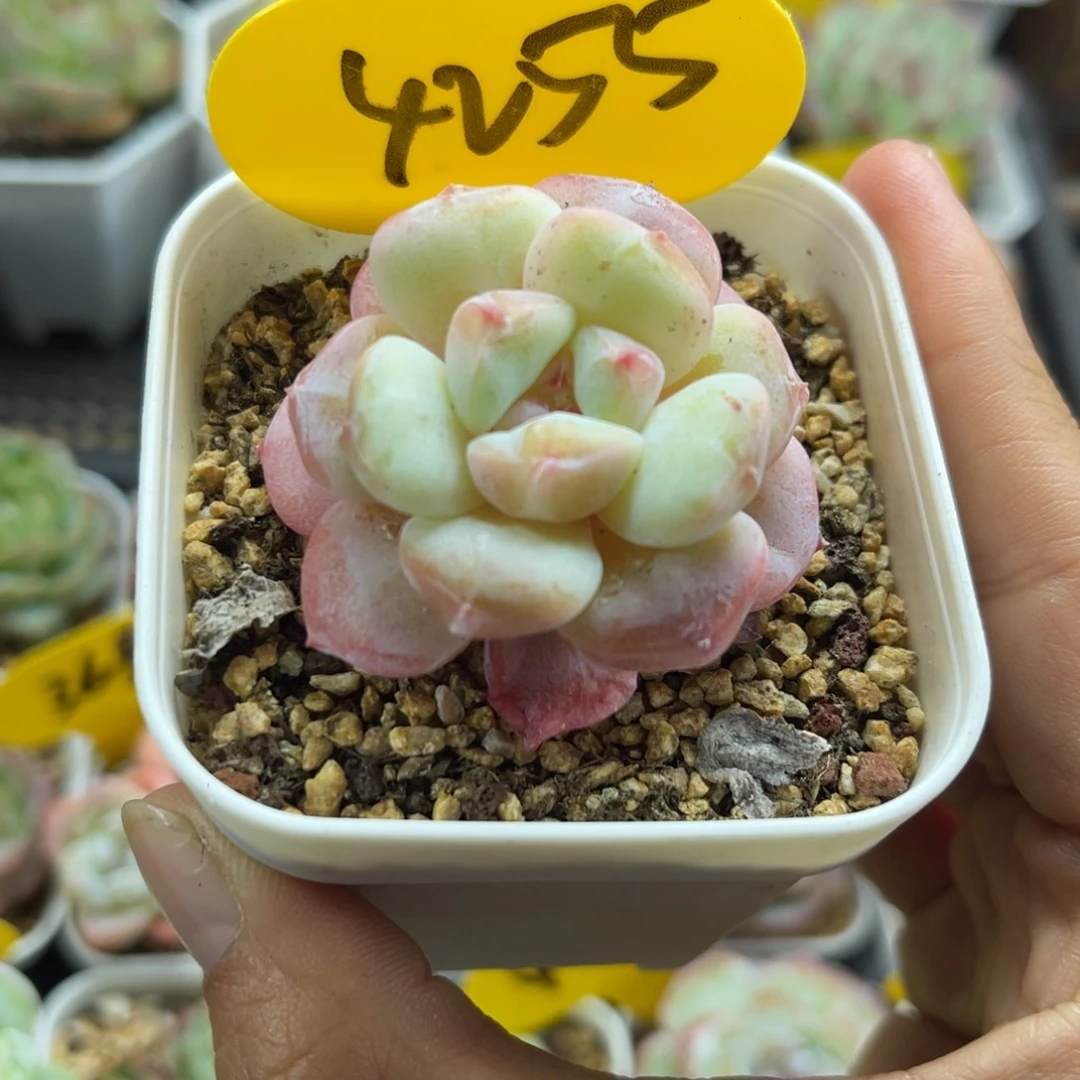 白粉透圆秃糖心4255
