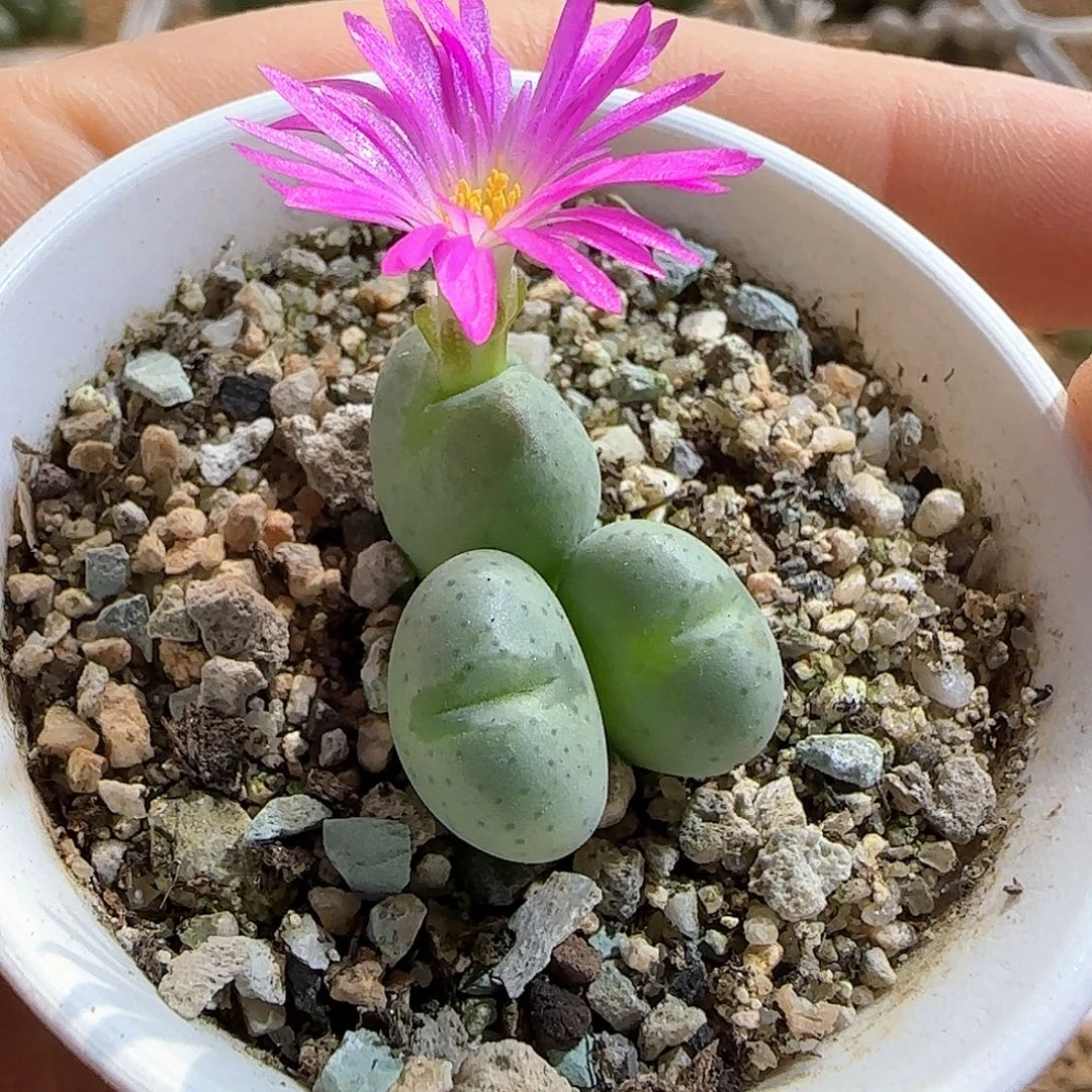少将粉花杂交。    53160