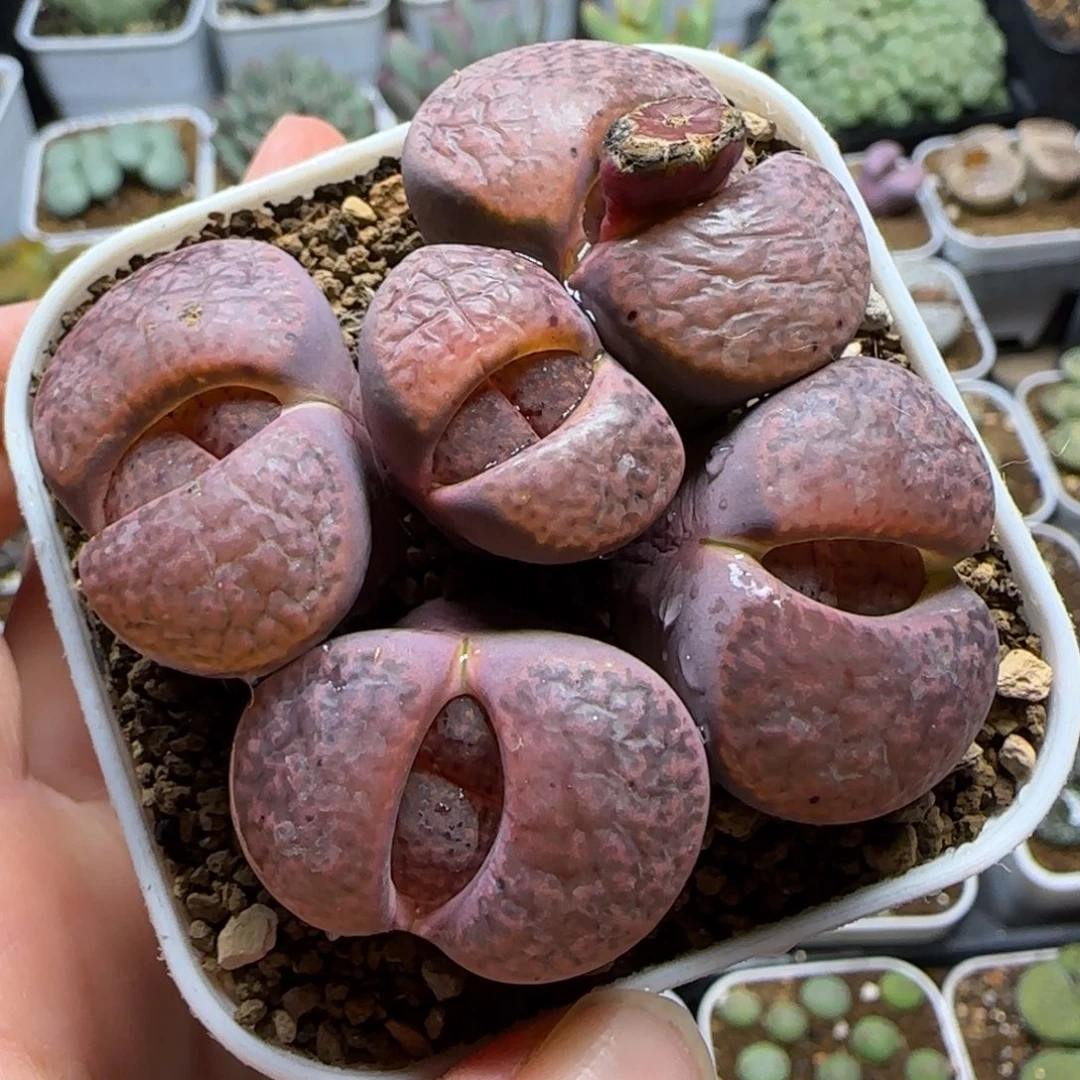 紫石榴多肉植物百科