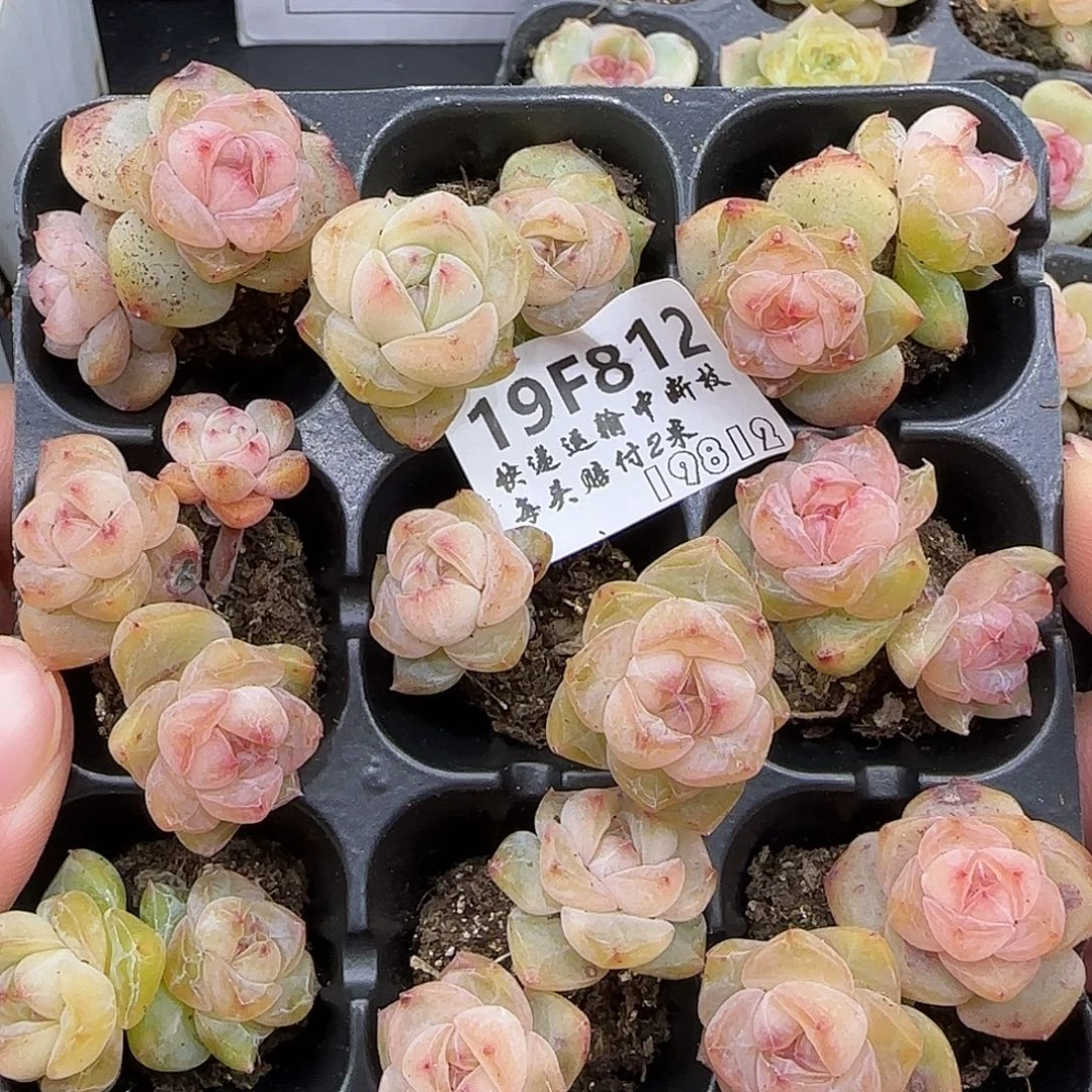 812九棵不保整【满19包邮非偏远】