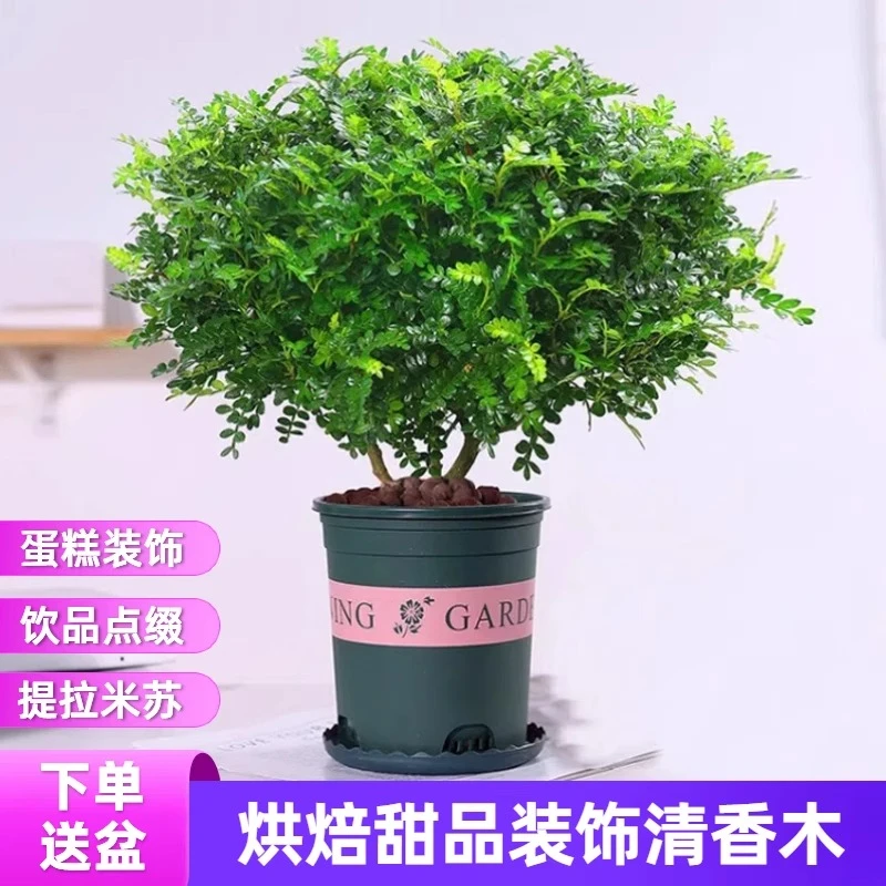 正宗清香胡椒木盆栽绿植物花卉阳台室内驱蚊草树苗老桩薄荷迷迭香