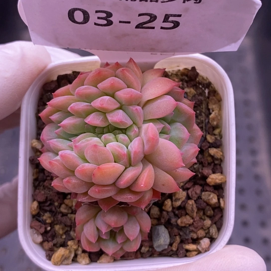 【闪购商品】03-25阿甘缀