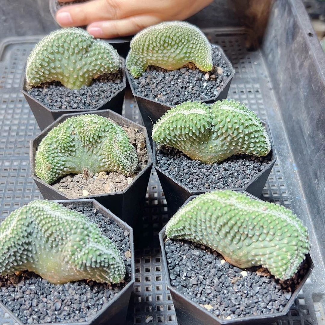 实生菊水缀化6公分带盆