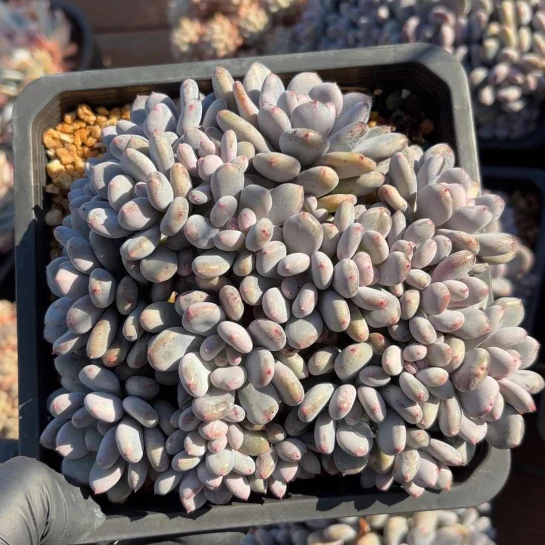 无花朵香香雪无砍自然群