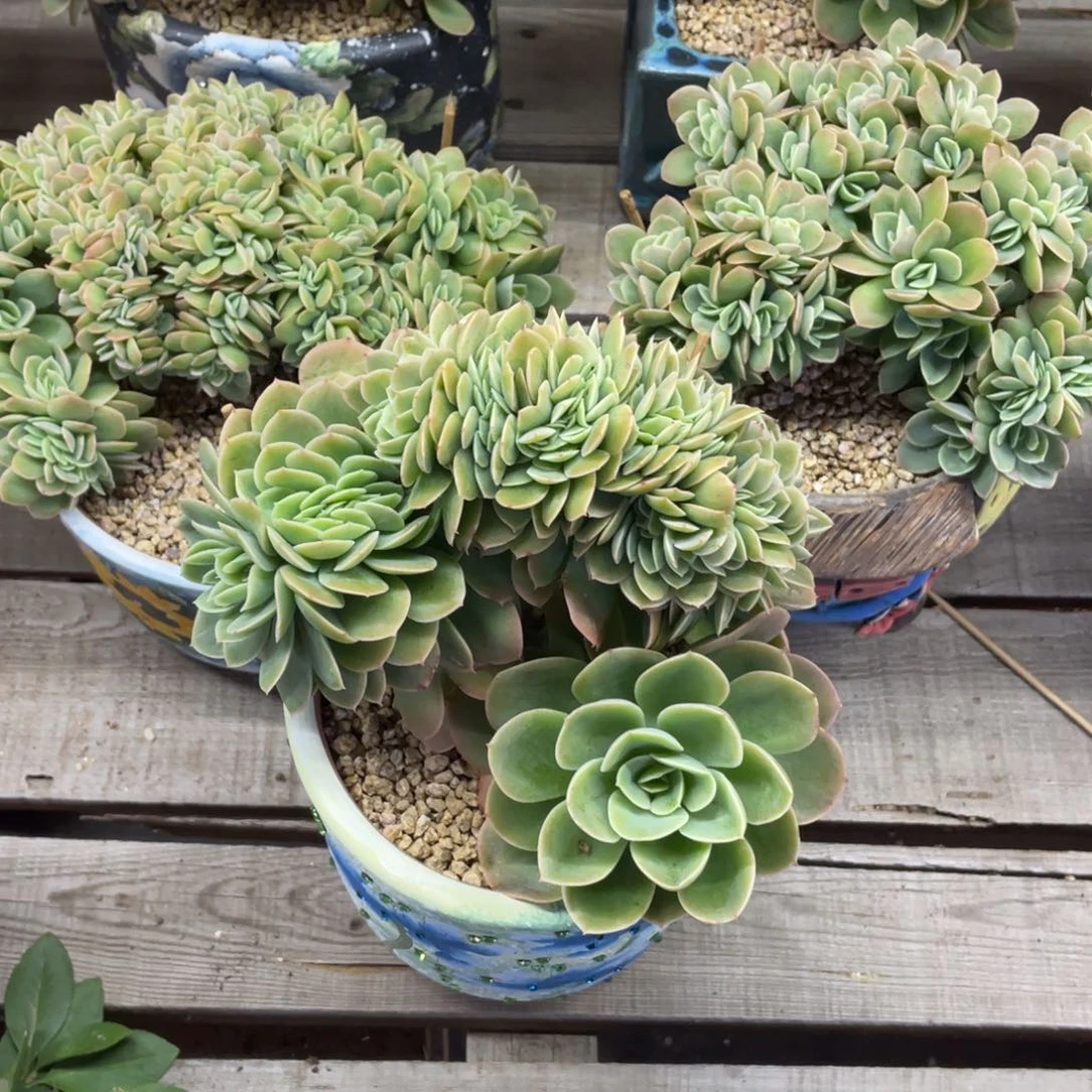 灬***灬星纳塔缀化三个一组450