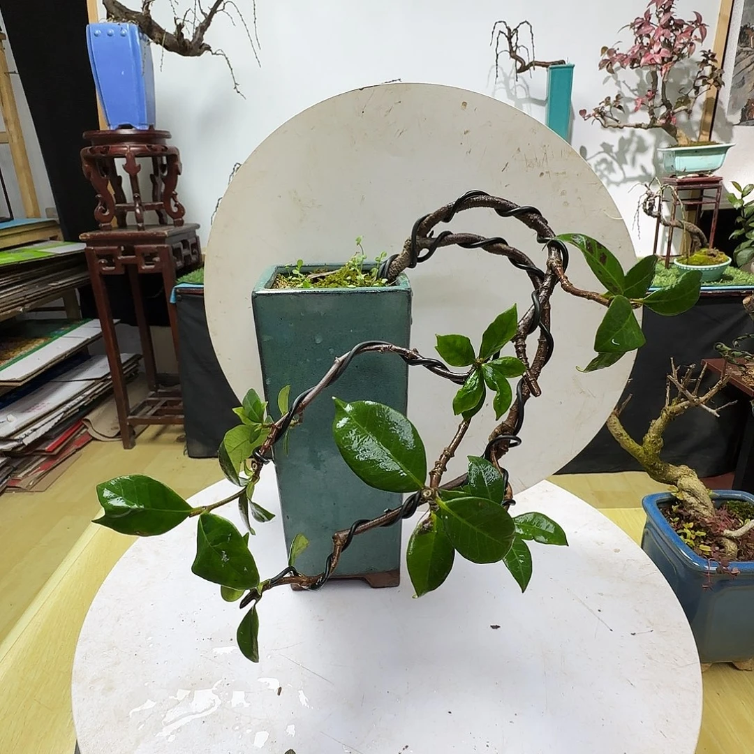 落***叶无花朵地方干活季军健康