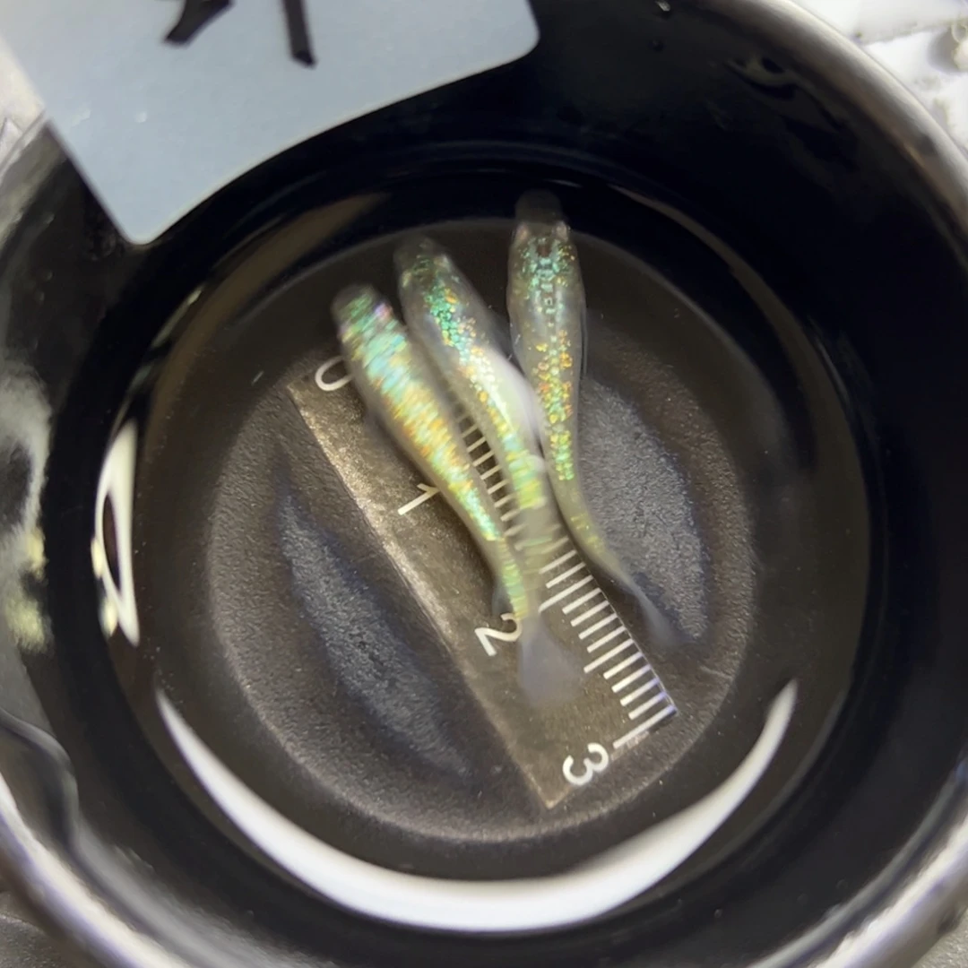 青鳉鱼27。