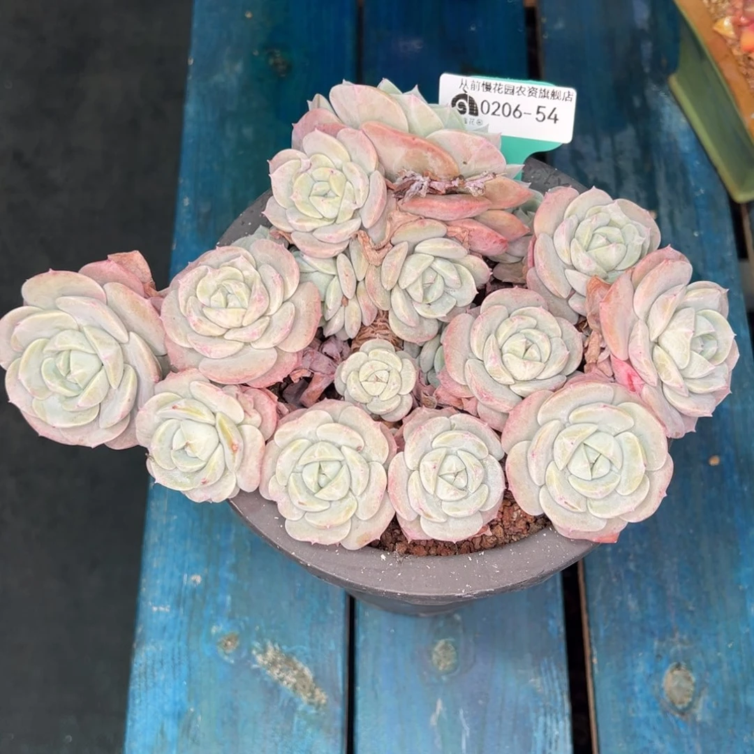 阿*从前慢多肉精选编号0206.54