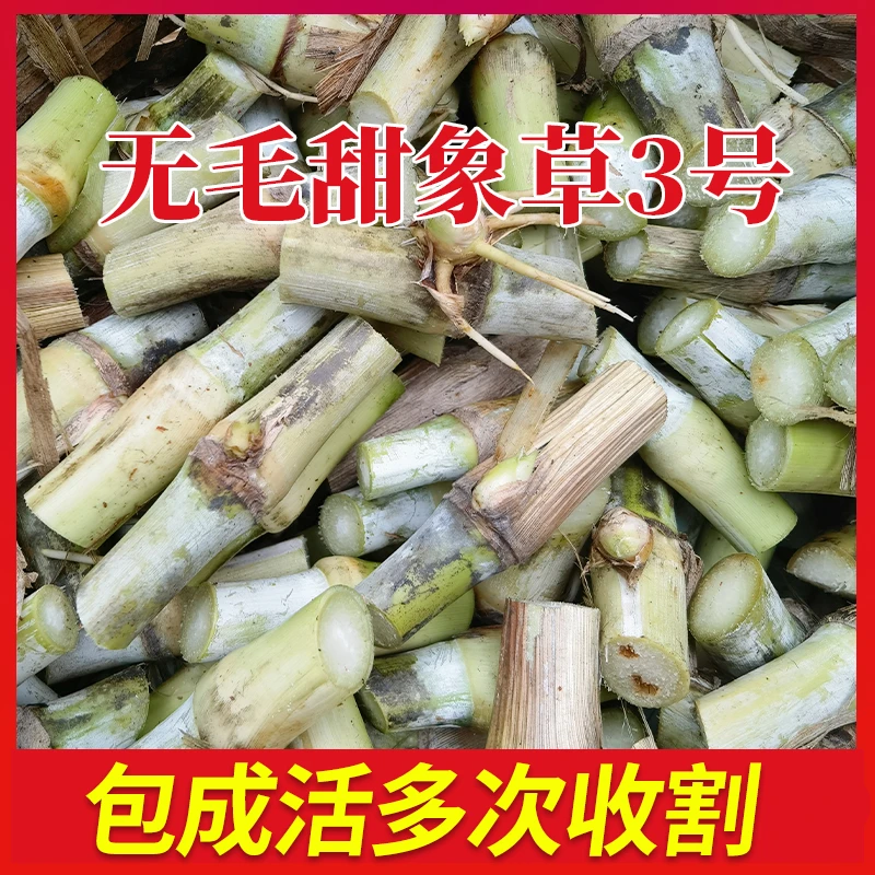 无毛甜象草  高产牧草 无绒毛 牛马羊鸡鸭鹅适用（量大拍这）