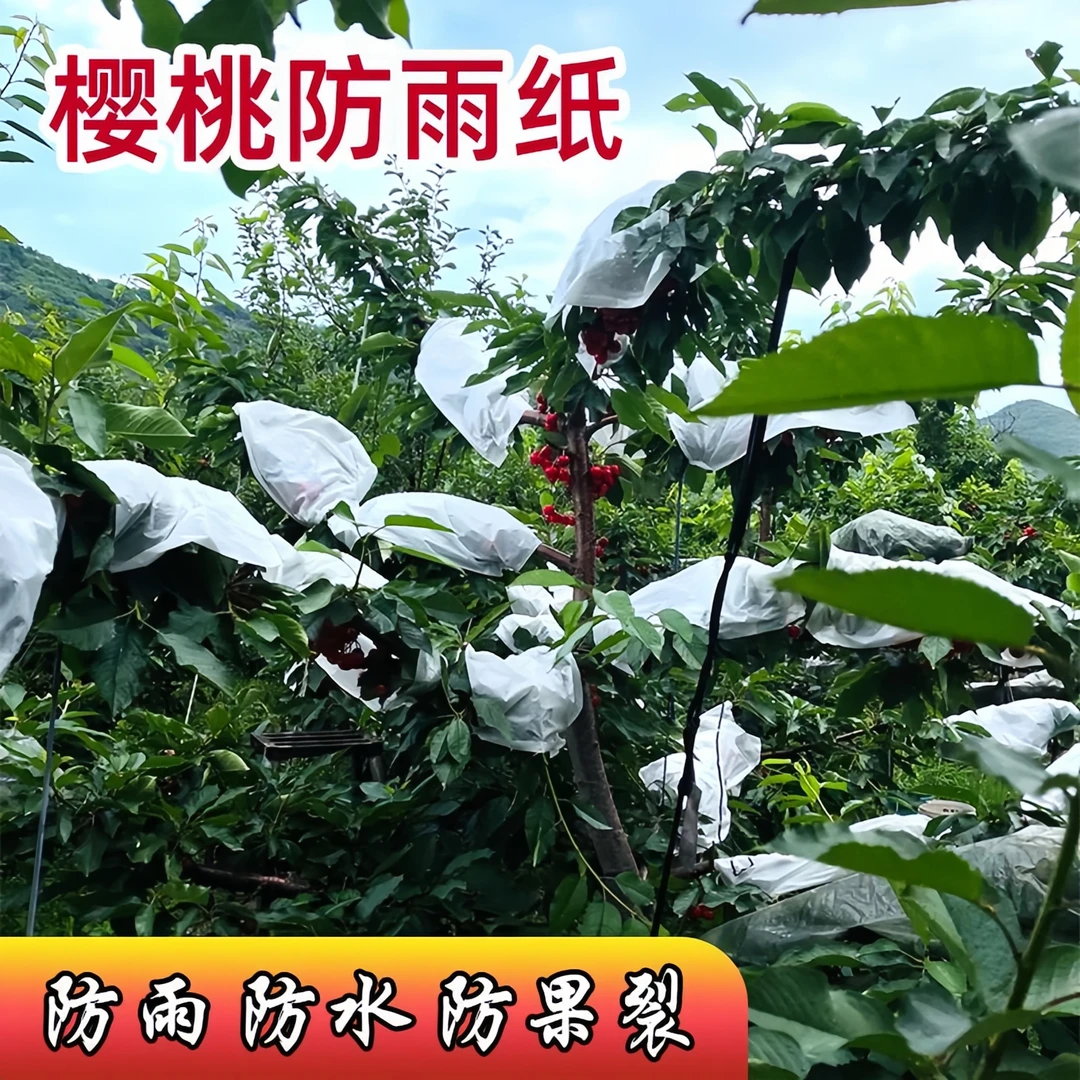 樱桃专用防雨套车厘子防鸟套纸防水防裂果李子大樱桃大白纸