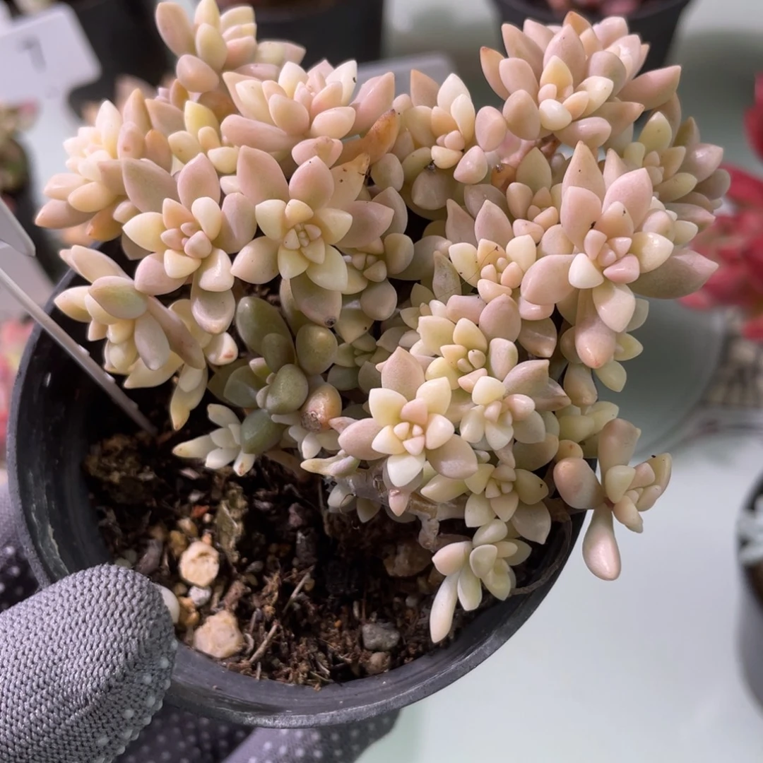 1301  秋丽锦  六月六