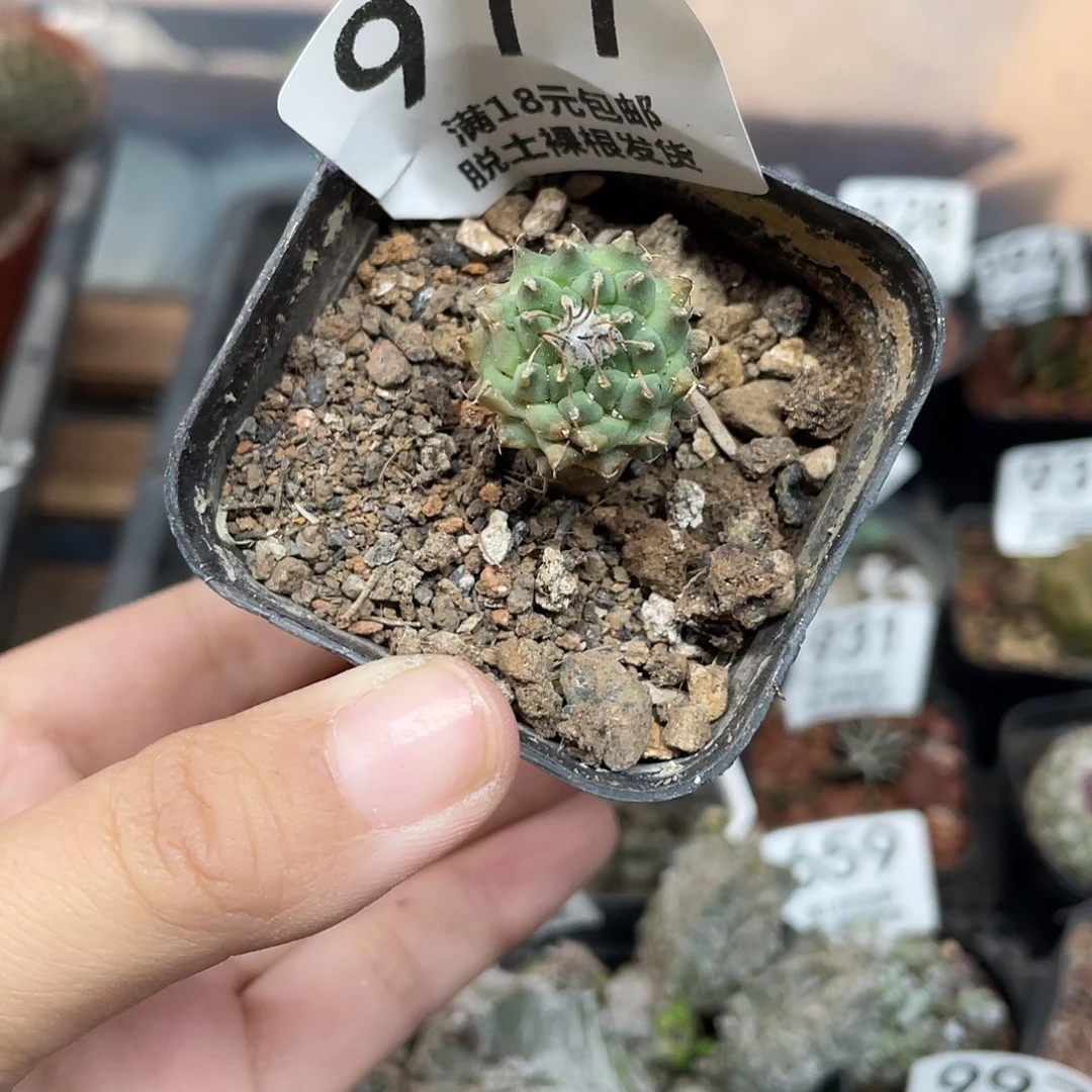 977安德森娇丽（满18元包邮）