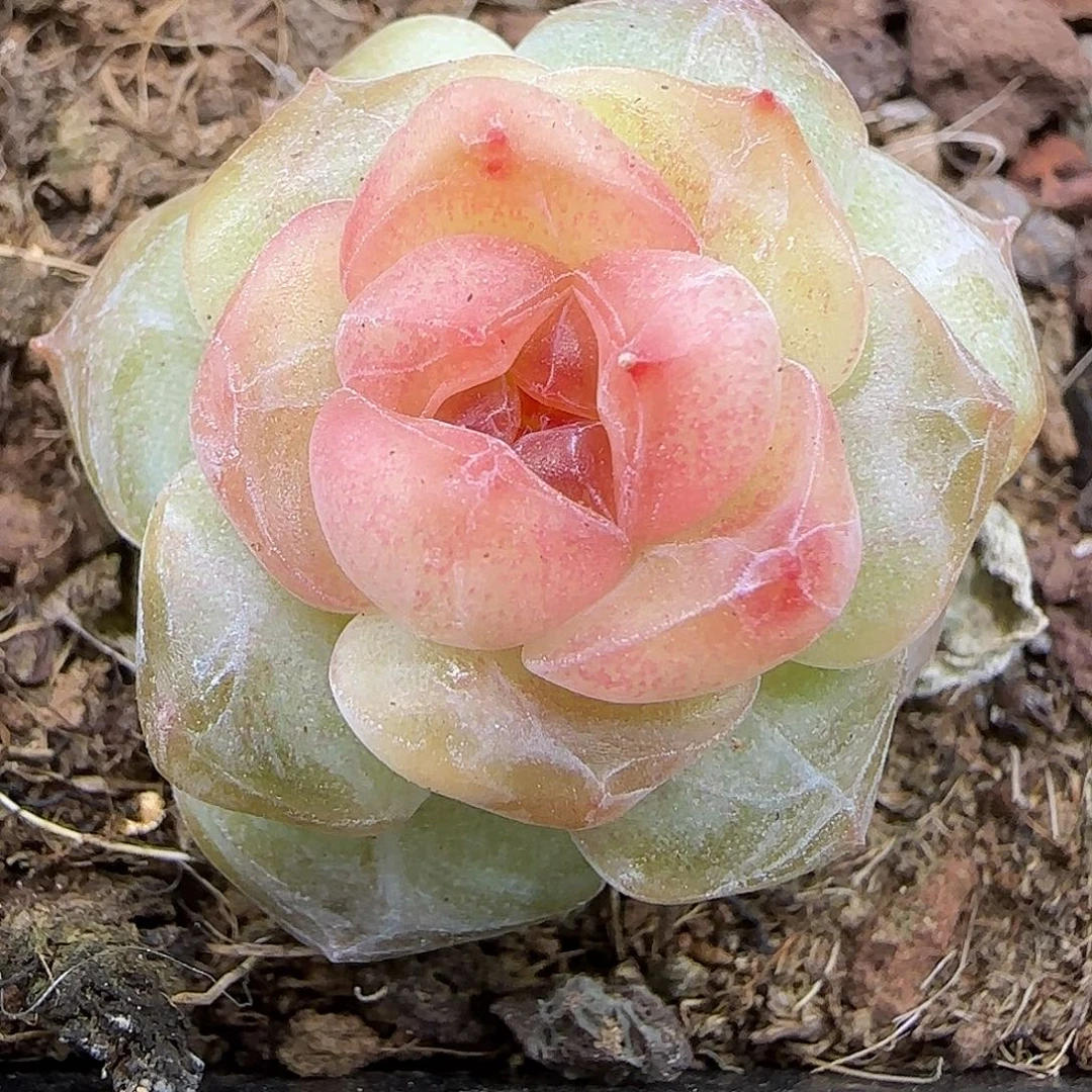 389 【满29包邮非偏远】3公分