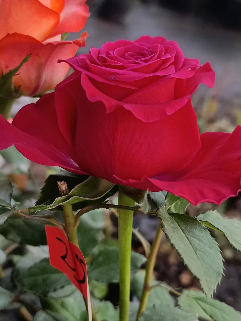 军哥【布丁】多头切花玫瑰花苗