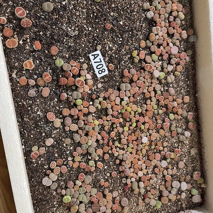 生708石花整筐脱土发货