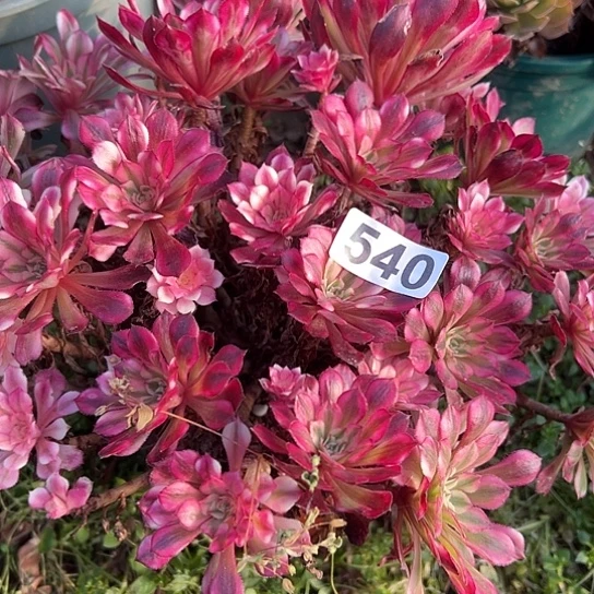 熠***轩多肉植物一个仙子540