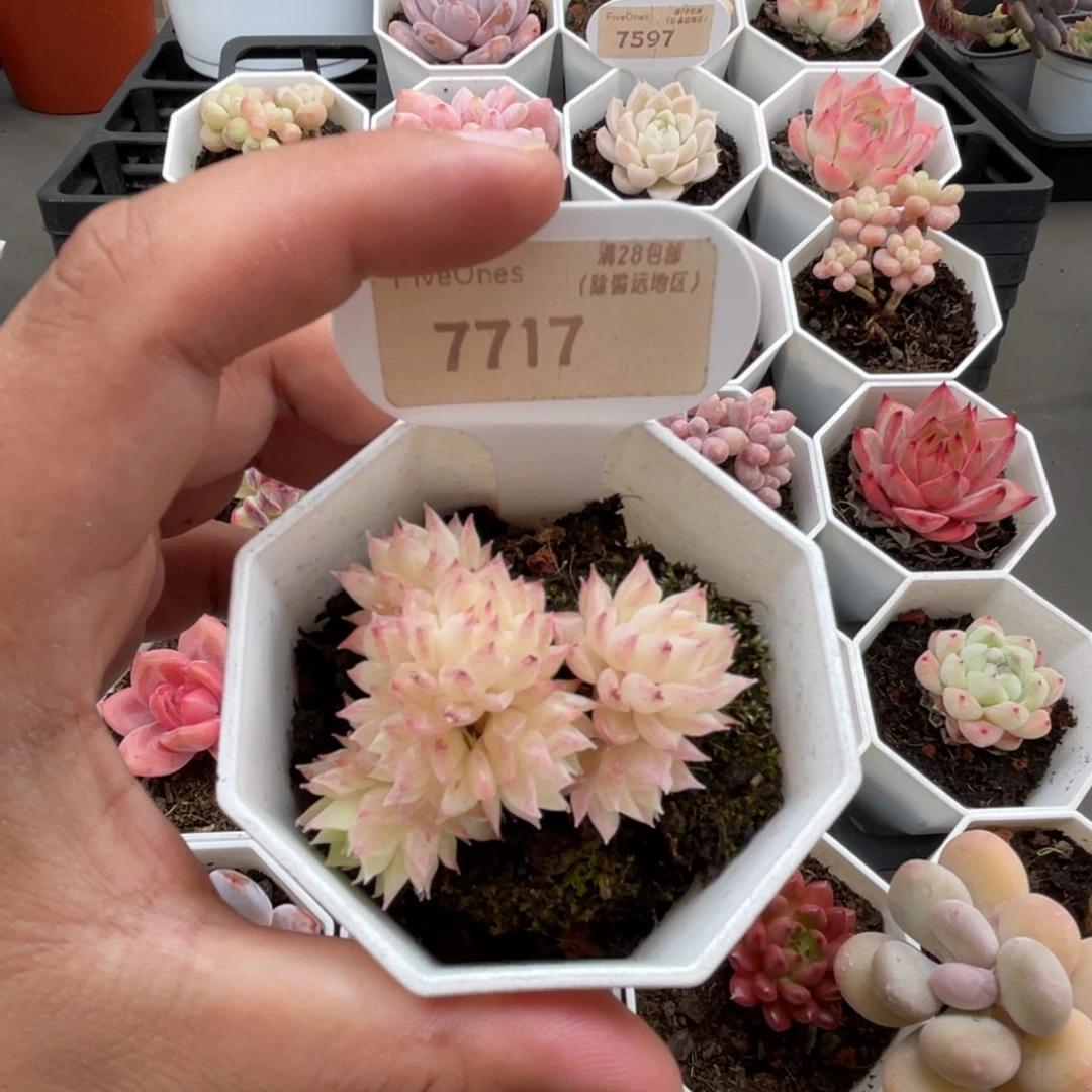 7717麦秆群 4.0厘米