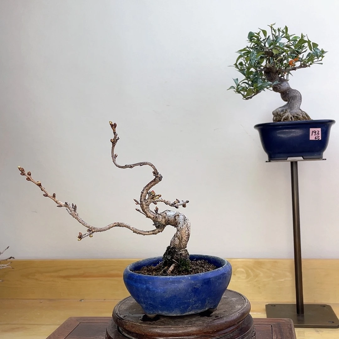 木本十月樱花盆栽
