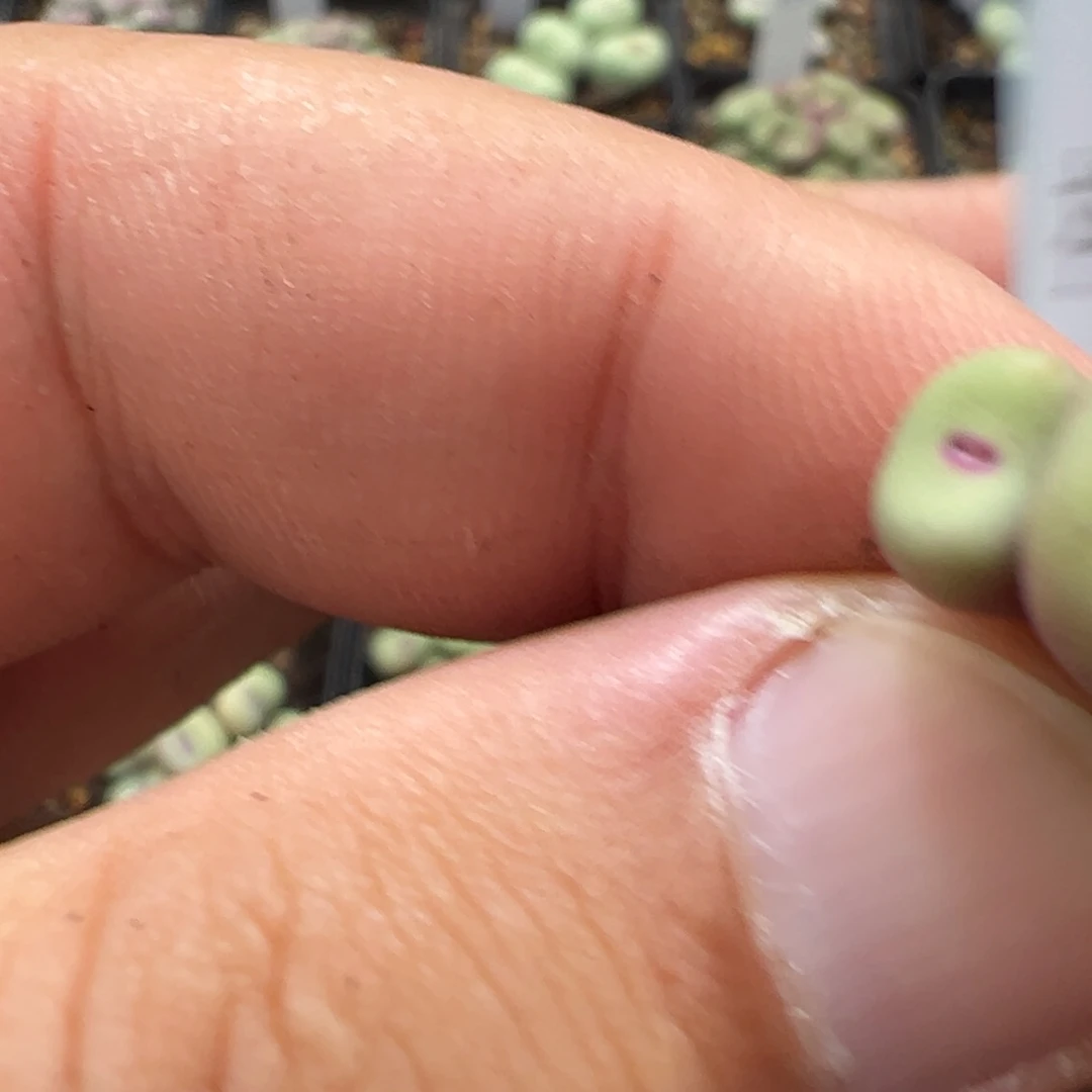 幸***诺18-137肉锥多肉植物