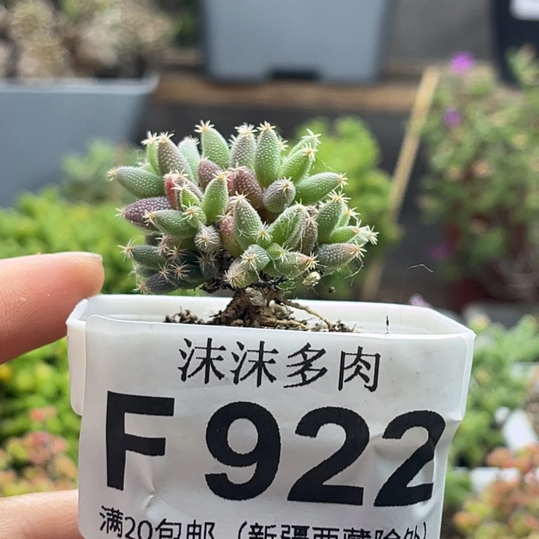 未***定玉米 922。