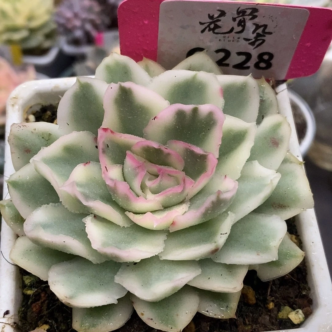 228紫蝴蝶代崽哈哈哈哈哈