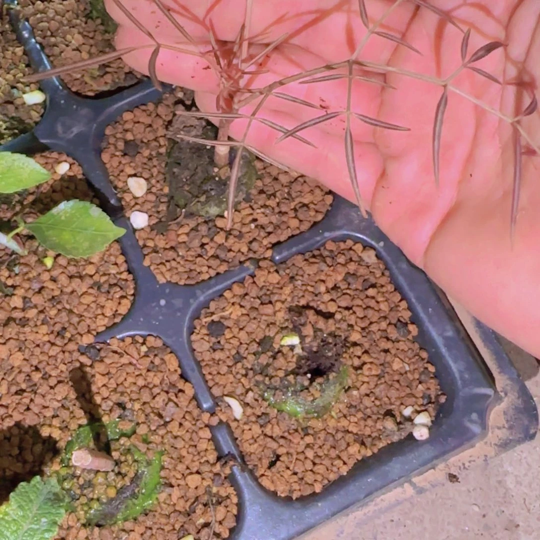 少***灬块根植物块根植物