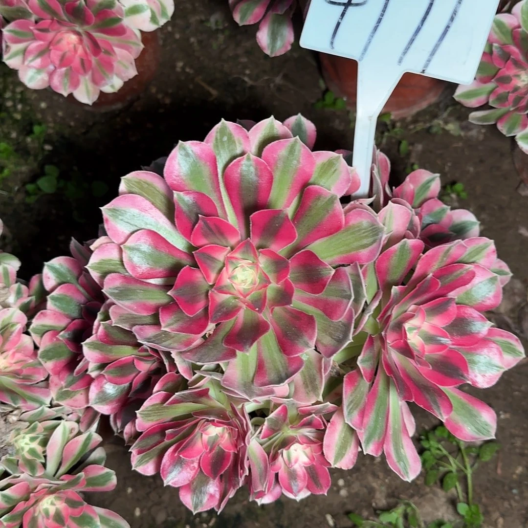 4171粉女巫多肉法师