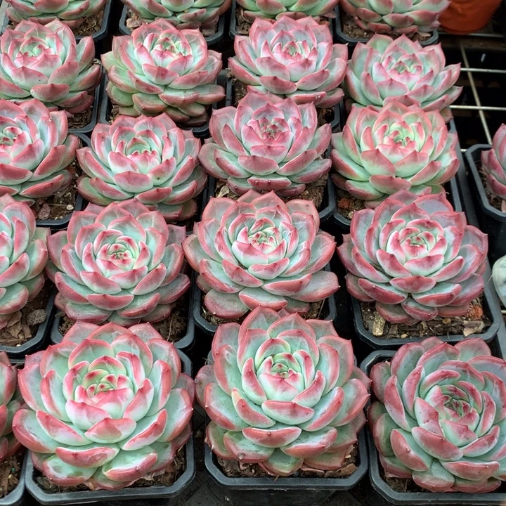 红鸾多肉植物9.99两单包邮