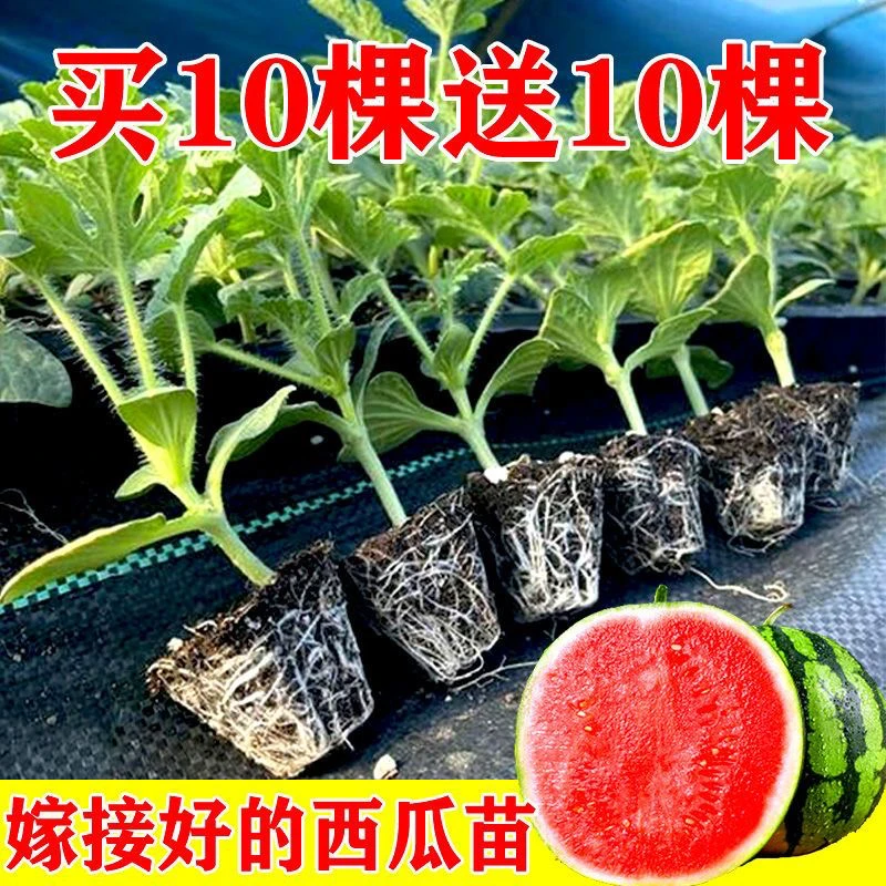 嫁接西瓜苗8424麒麟瓜早熟南方秧春季种植阳台盆栽地栽大果菜苗