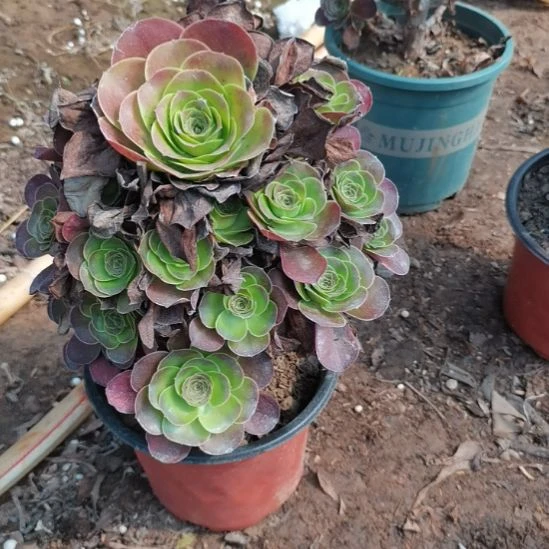 魅金玫瑰法师多肉37