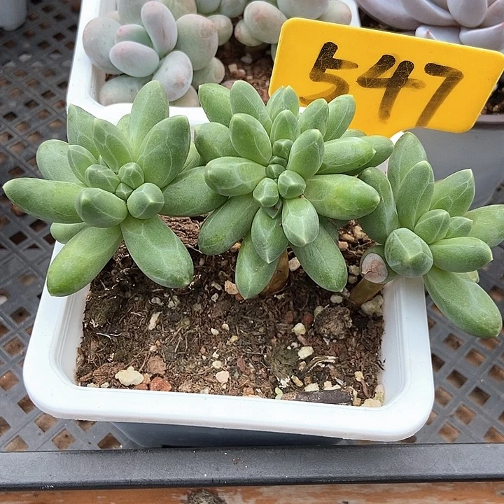 多肉植物千代田缀547