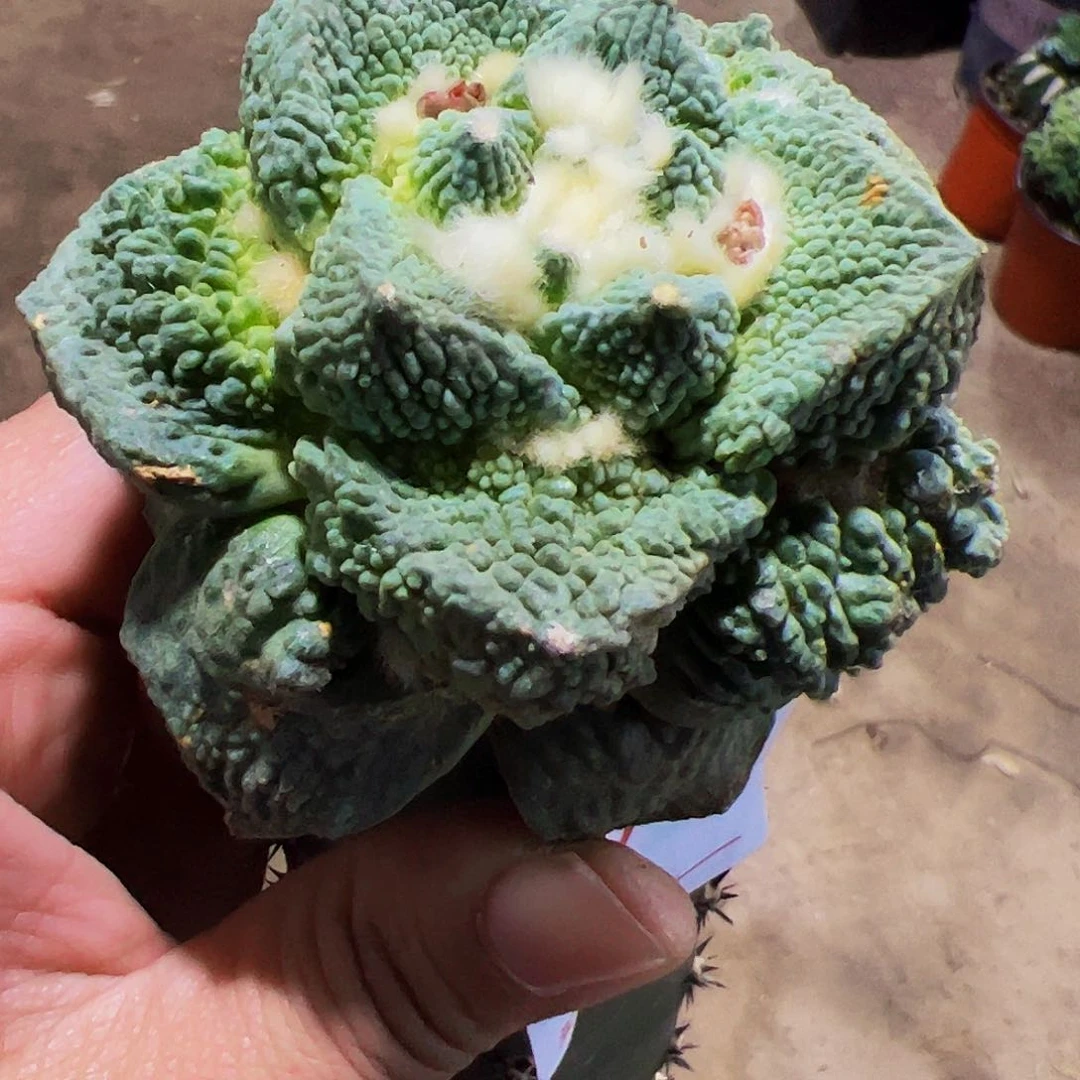 怒涛牡丹仙人球042