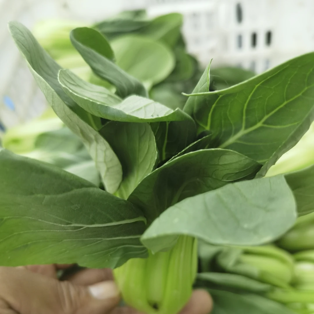 本地新鲜绿小油菜3元2斤油菜